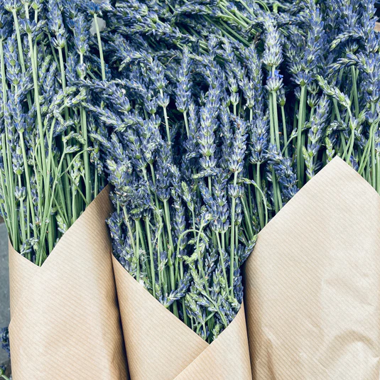 Northern Lavender
